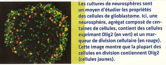 Neurosphères