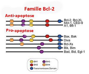 Bcl-2