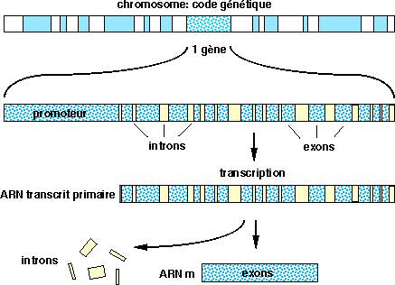 Transcription