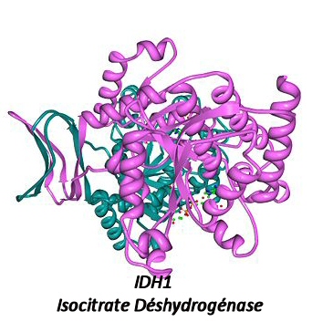 glioblastome primaire ou secondaire