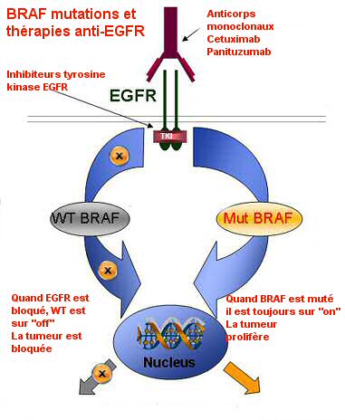 braf