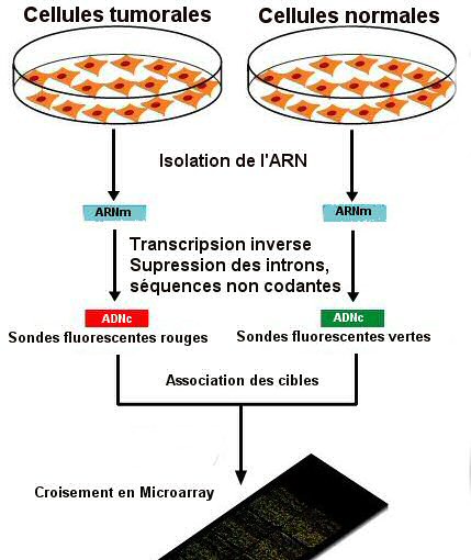 Microarray