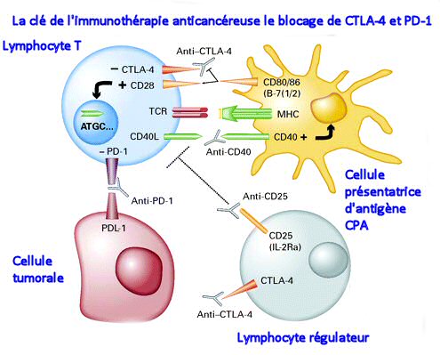 Les gliomes : diagnostic, classification, pronostic et traitement