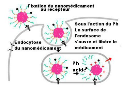 Endosome pour tumeur cérébrale, une première